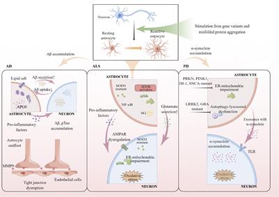 Astrocytes in Neurodegeneration: Inspiration From Genetics